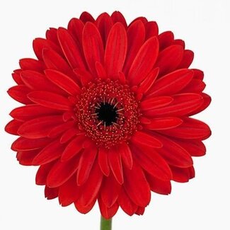 Freshy Ge Aqua .racket Gr Barones