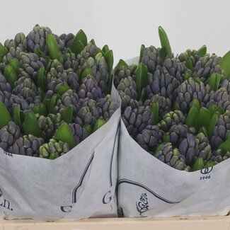 Freshy Hyacinth “Delft Blue” | Kleur: Blauw | Lengte ± 30 centimeter | Per 25 stelen