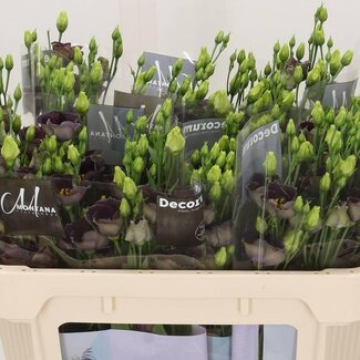 Freshy Eustoma Enkelbloemig Bohemian Black Violet