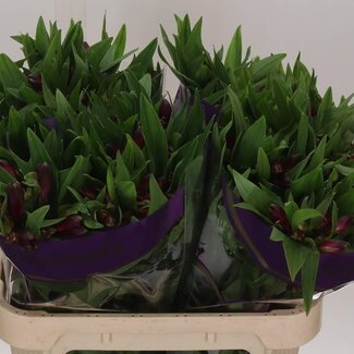 Freshy Alstroemeria Kamala