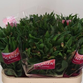Freshy Alstroemeria “Carline” | Kleur: Paars | Lengte ± 75 centimeter | Gewicht ± 55 gram per tak | Per 10 stelen