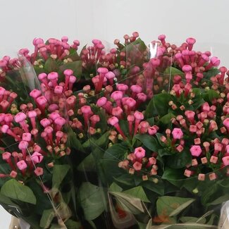 Freshy Enkelbloemige Bouvardia “Roy Roza” | Colour: Pink | Length ± 40 centimetre | Per 20 stems