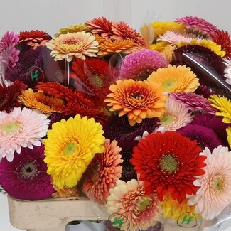 Freshy Germini. Aqua Pom Gemengd per Bos x20