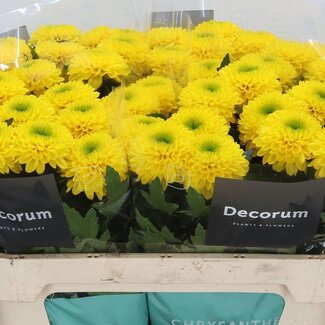 Freshy Chrysant deco Brasiliana