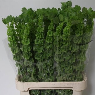 Freshy Moluccella Klokken van Ierland | Kleur: Groen | Lengte ± 90 centimeter | Per 10 stelen