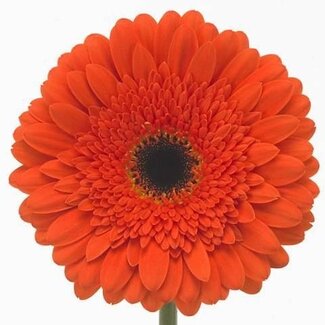 Freshy Gerbera * 65 Cm Candela X10