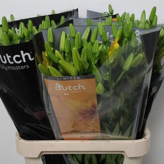 Freshy Lelie Longiflorum x Aziatische Lelie Aqua “Twinlife Gold” | Kleur: Geel | Lengte ± 90 centimeter | Per 10 stelen