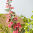 Artificial Flowers F - O