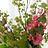 Artificial Flowers P - Z