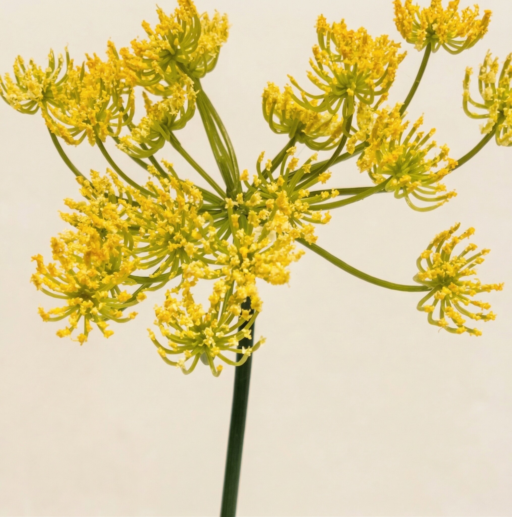 Anethum (Dill): Luftige Kunst-Dolden | MyFlowers.shop