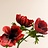 Anemone (Anemoon)