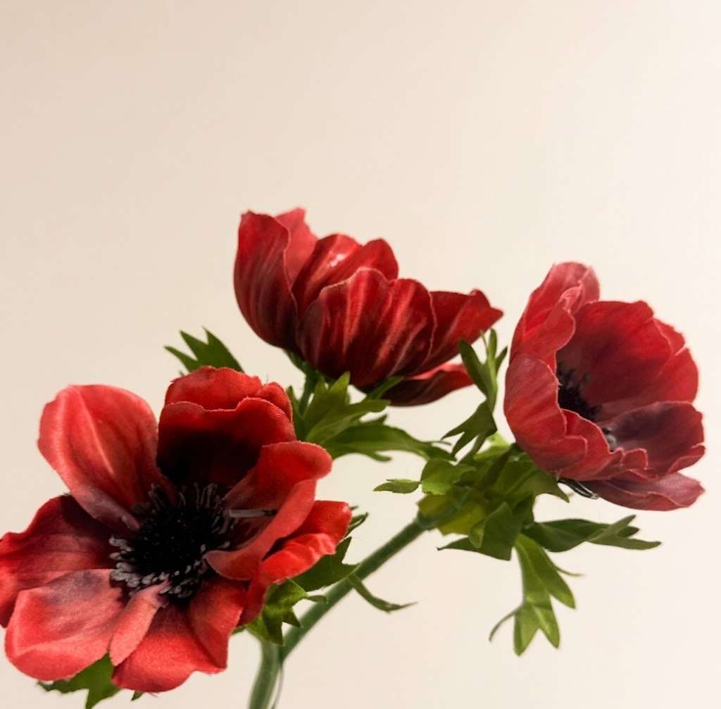 Anemone: Farbenfrohe Frühlingspracht | MyFlowers.shop
