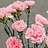 Frische Blumen A - C