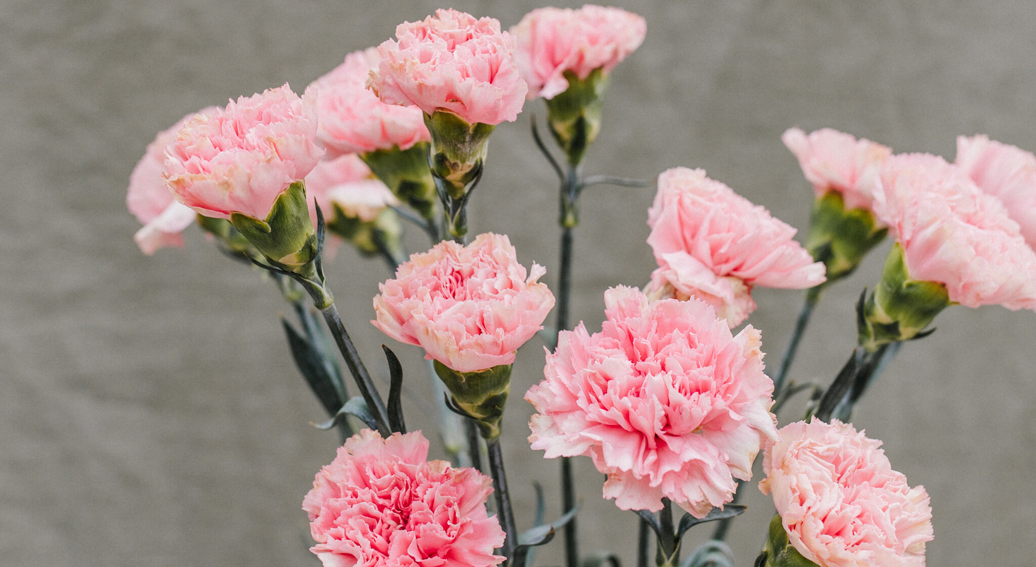 Frische Blumen A - C: Ein frischer Start | MyFlowers.shop