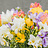 Fleurs fraîches D - K