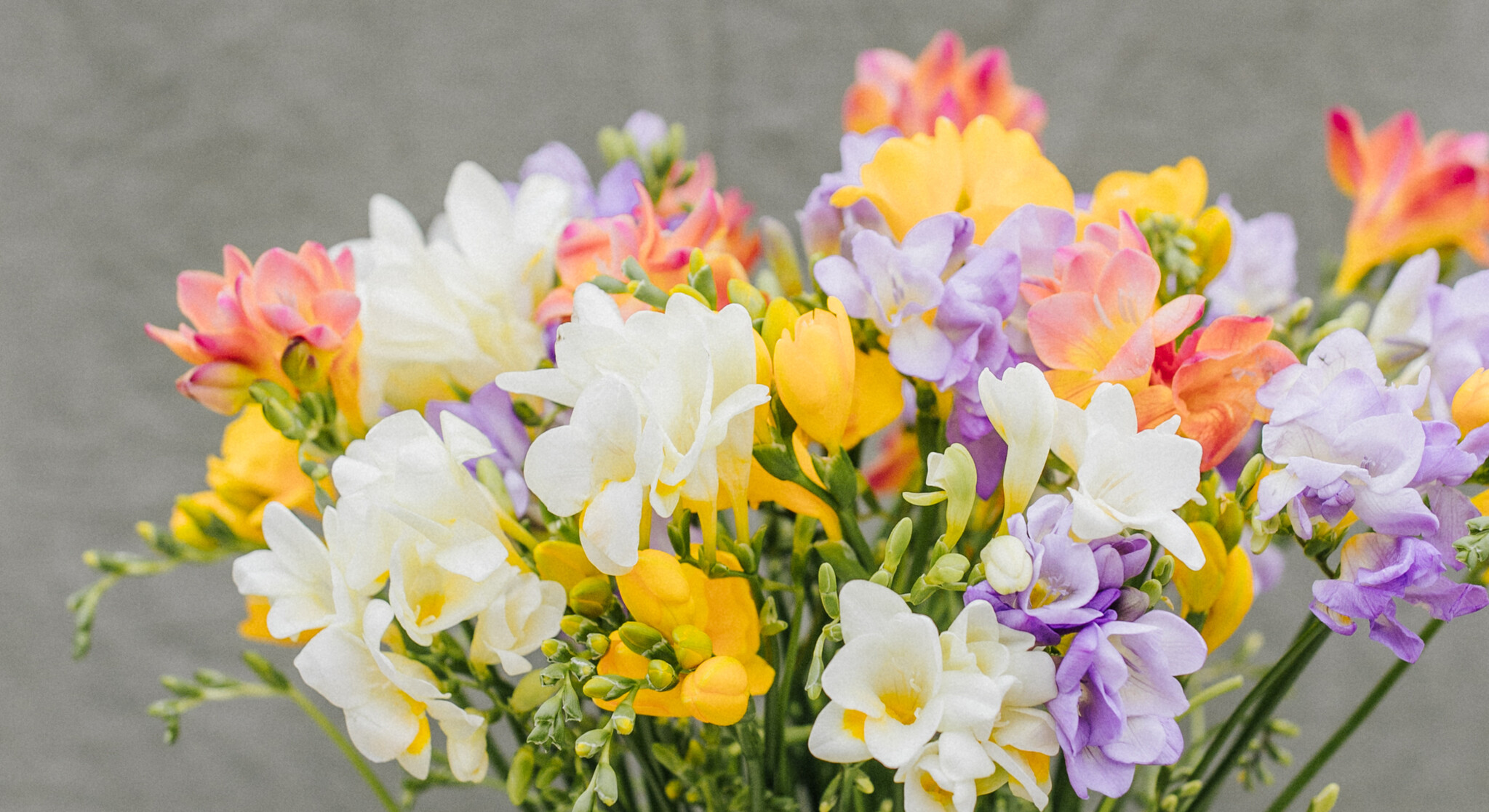 Verse Bloemen D - K: Kleurrijk & Vers | MyFlowers.shop