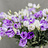 Frische Blumen L - O