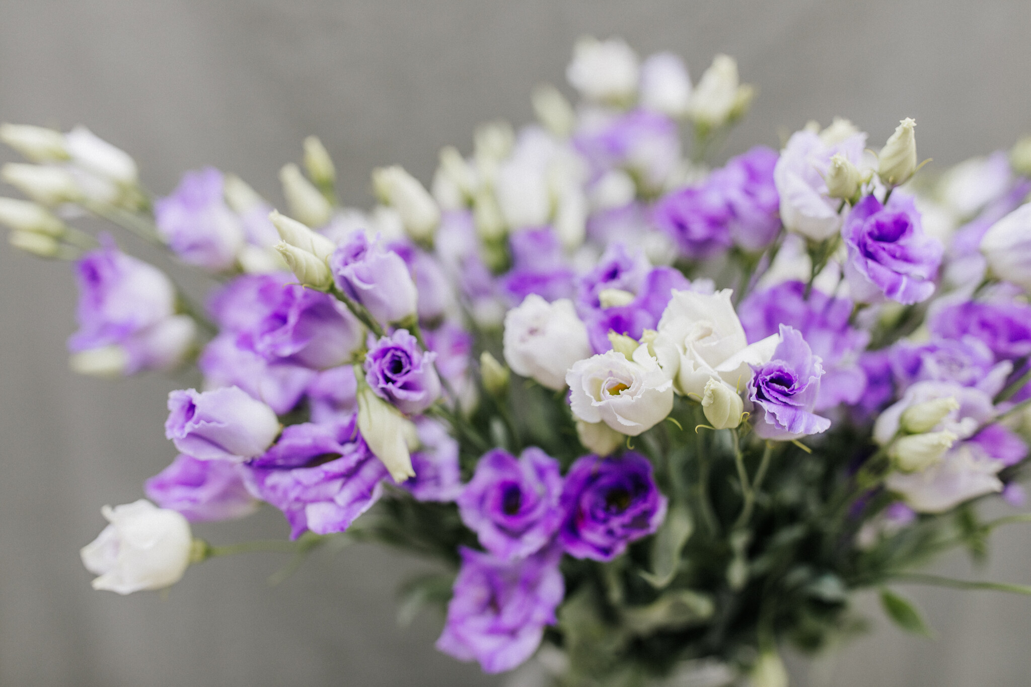 Verse Bloemen L - O: Stijlvolle Selectie | MyFlowers.shop