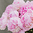 Frische Blumen P - Z