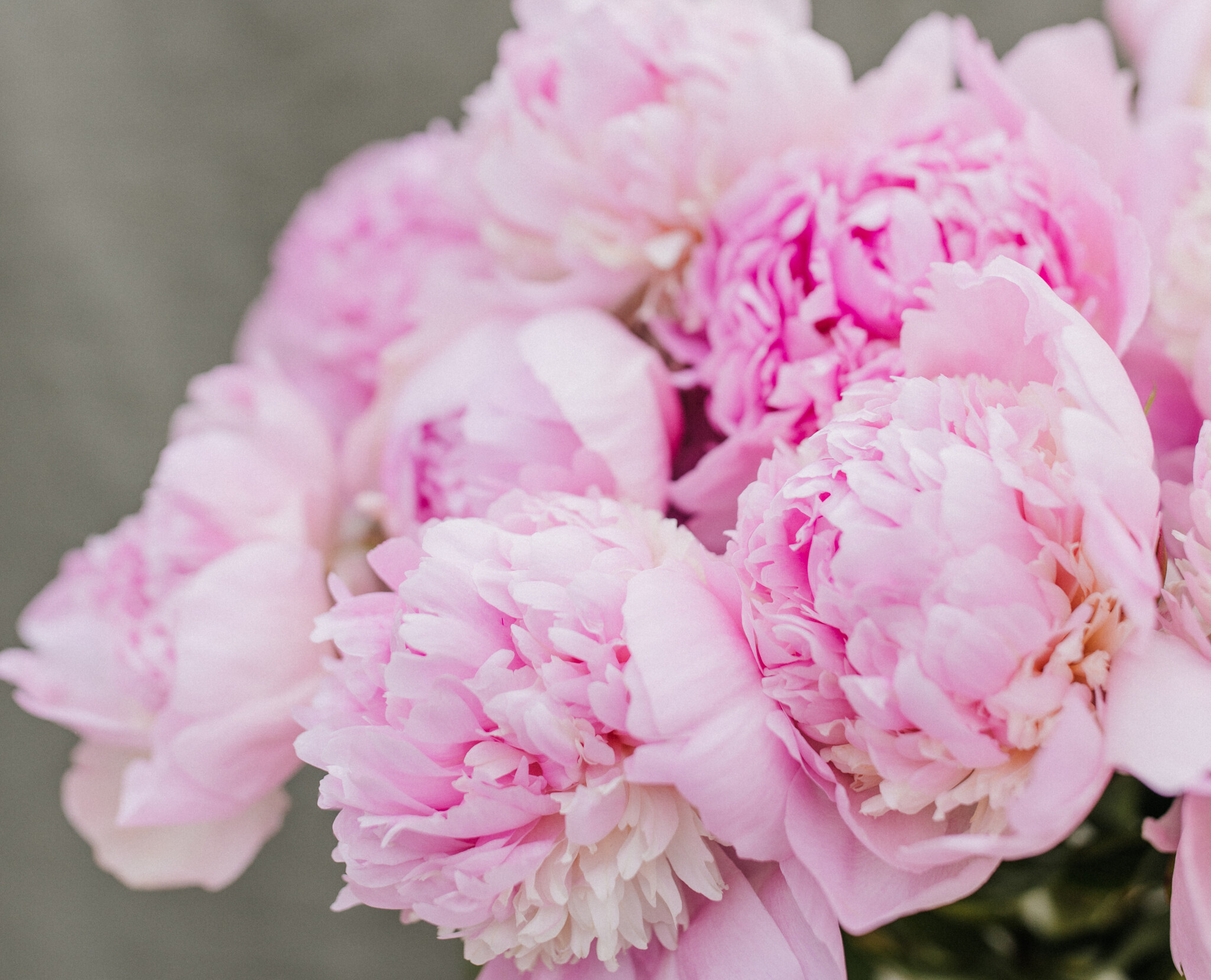 Verse Bloemen P - Z: De Mooiste Afsluiters | MyFlowers.shop