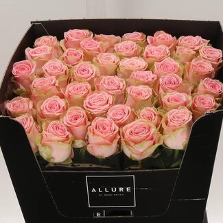 Freshy Rosa Sophia Loren Allure