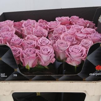 Freshy Rosa Nayeli X L