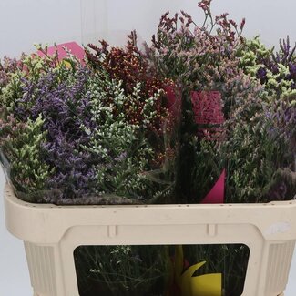 Freshy Limonium Statice Sinuata “Diamond” | Kleur: Gemengde Kleuren | Lengte ± 70 centimeter | Gewicht ± 30 gram per tak | Per 25 takken