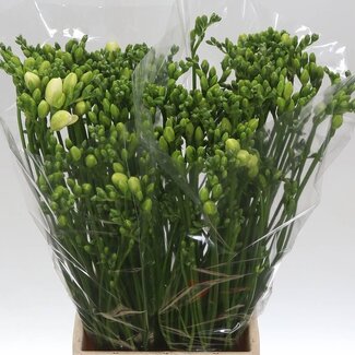 Freshy Freesia dubbel Riga