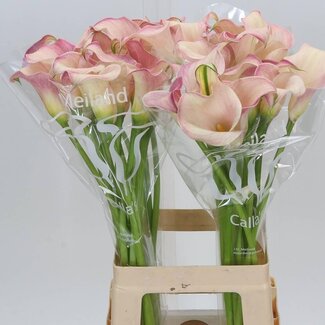 Freshy Zantedeschia Blushing Lady