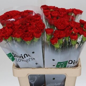 Freshy Dutch Carnation “Mendoza” | Colour: Red | Length ± 60 centimetre | Per 20 stems