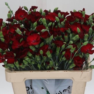 Freshy Trosanjer “Soland Cherryfly” | Enkelbloemig Hollands | Kleur: Rood | Lengte ± 60 centimeter | Per 30 takken