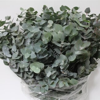 Freshy Eucalyptus Cinerea 350gr (p. bos)
