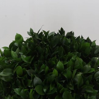 Freshy Verse Ruscus Hypophyllum | Kleur: Natuurlijk Groen | Muizendoorn | Lengte ± 50 centimeter | Per 50 takken