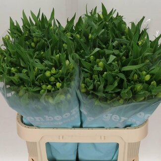 Freshy Alstroemeria “Virginia” | Kleur: Wit | Lengte ± 75 centimeter | Gewicht ± 75 gram per tak | Per 10 stelen