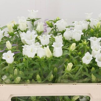 Freshy Campanula M Champion White