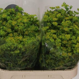 Freshy Bupleurum Rotundifolium | Couleur: Jaune | Longueur ± 70 centimeter | Par 25 tiges