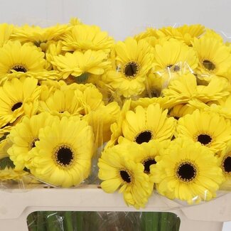 Freshy Germini. Aqua Sunshine x20