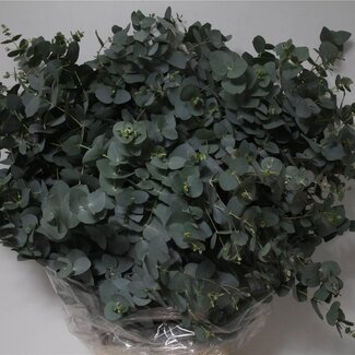 Freshy Eucalyptus Cinerea | Kleur: Groen | Lengte ± 70 centimeter | Gewicht 300 gram per bos | Per 5 bossen