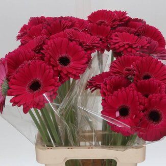 Freshy Gerbera * 65 Cm Marilu X10