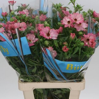 Freshy Ranunculus Butterfly Isis