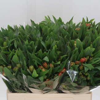 Freshy Korte Alstroemeria Inkalilie “Dancing Queen” | Kleur: Oranje | Lengte ± 60 centimeter | Gewicht ± 30 gram per tak | Per 20 stelen