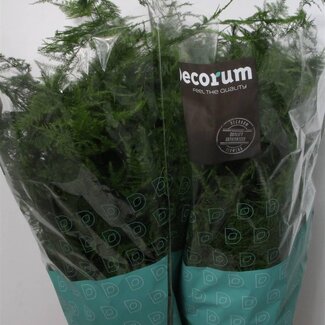 Freshy Asparagus Sierasperge Setaceus Lang Getopt | Kleur: Groen | Lengte ± 85 centimeter | Per 50 takken