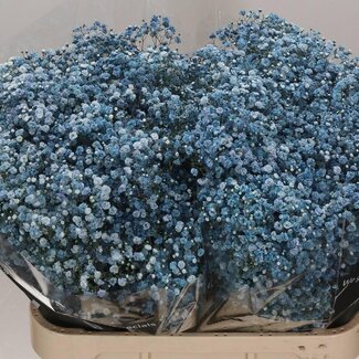 Freshy Gypsophila Gipskruid | Kleur: Kleurbehandeld Navy Blauw | Lengte ± 80 centimeter | Gewicht ± 40 gram per tak | Per 25 stelen