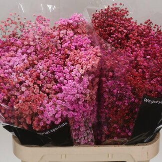 Freshy Gypsophila Gipskruid “Disco Parijs” | Kleur: Kleurbehandeld | Lengte ± 80 centimeter | Gewicht ± 40 gram per tak | Per 25 stelen