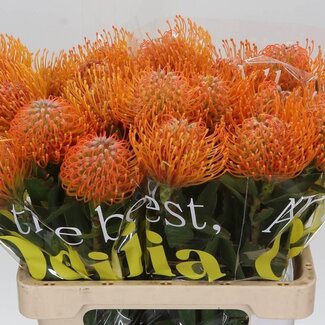 Freshy Nutans Soleil