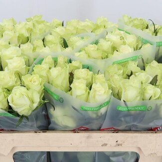 Freshy Rozen “Athena” | Kleur: Wit | Lengte ± 70 centimeter | Per 10 rozen