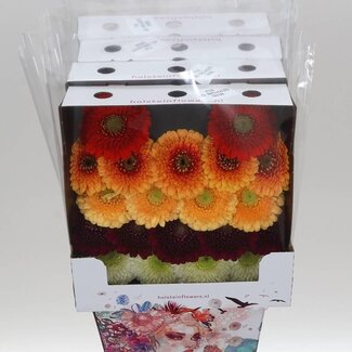 Freshy Large-flowered Gerbera Pomponi Aqua | Colour: Mixed Colours | Length ± 50 centimeter | Per 20 stems