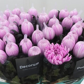 Freshy Deco Chrysanthemum Chrysant “Antonov” | Kleur: Kleurbehandeld Pastel Kerskleurig | Lengte ± 65 centimeter | Per 10 stelen