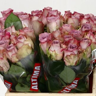 Freshy Rozen “Memory Lane” | Kleur: Roze | Lengte ± 40 centimeter | Per 20 rozen