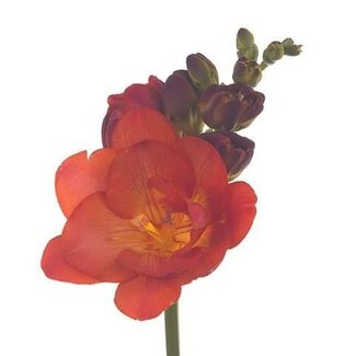 Freshy Freesia dubbel Mandarine
